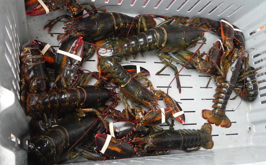 Lobster fishing in Nova Scotia with a basket and fresh catch