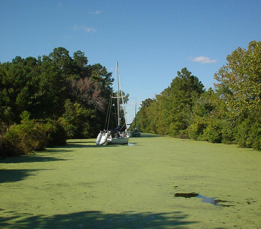 Swamp snag cruising story in the Great Dismal canal
